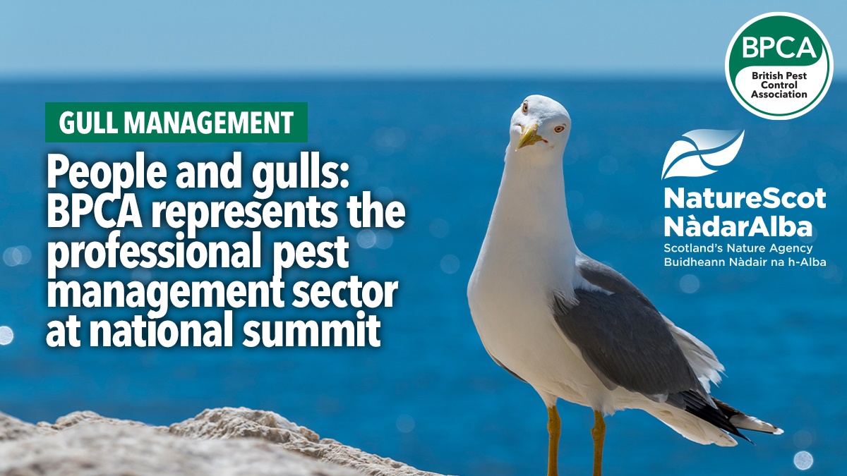 gull hero gull hero